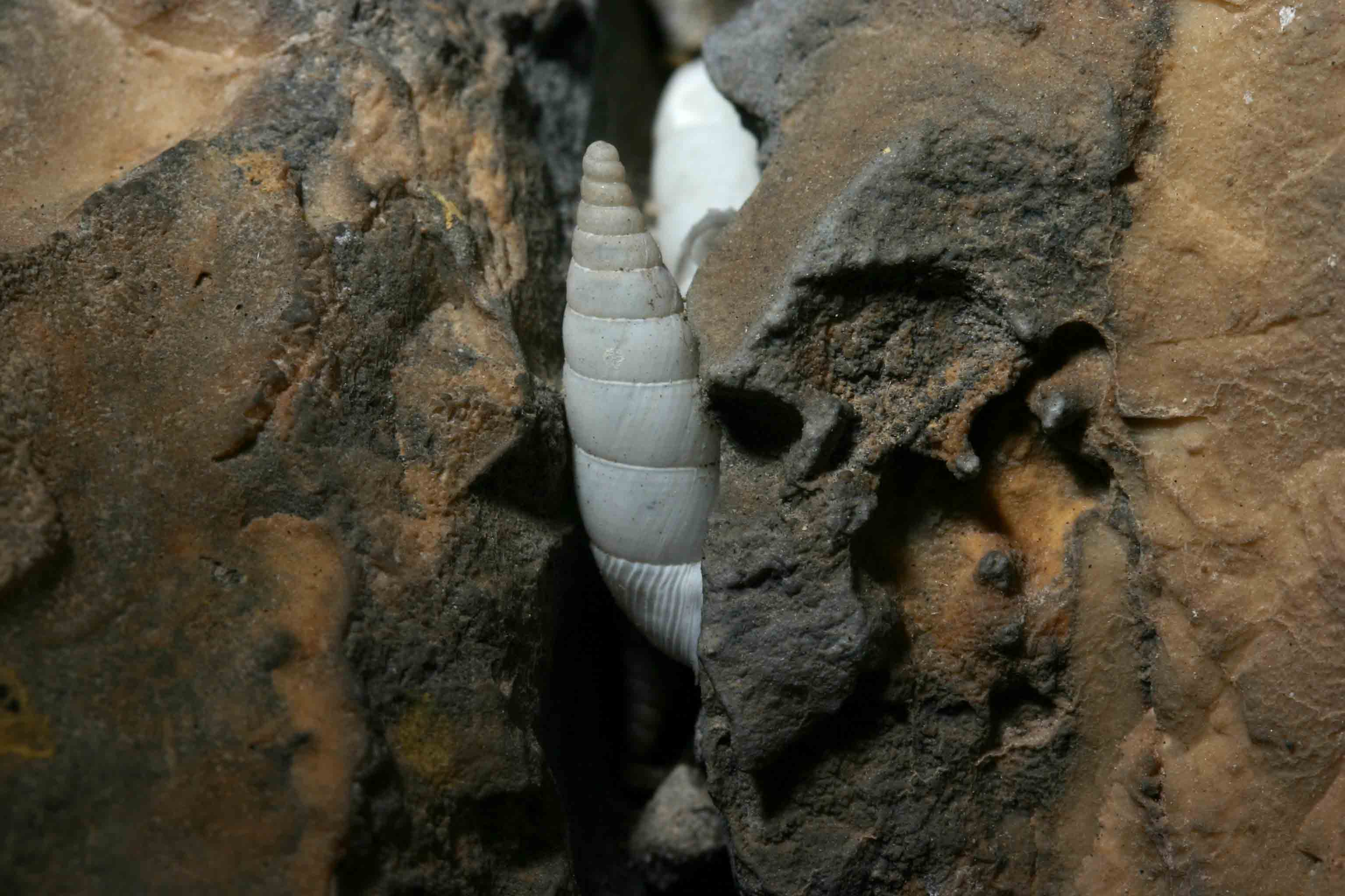 Leucostigma candidescens